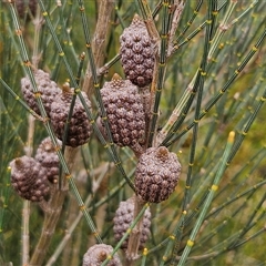 Allocasuarina distyla (Shrubby Sheoak) at Tianjara, NSW - 23 Feb 2025 by MatthewFrawley