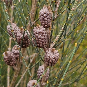 Allocasuarina distyla at Tianjara, NSW - 23 Feb 2025 03:32 PM