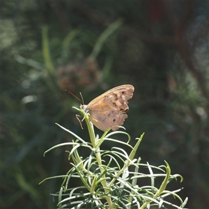 Heteronympha merope at Watson, ACT - 19 Feb 2025 by RAllen