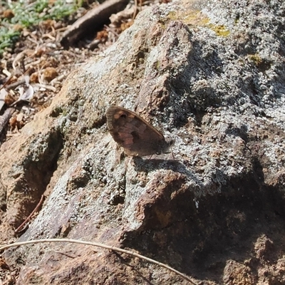 Geitoneura klugii (Marbled Xenica) at Majura, ACT - 19 Feb 2025 by RAllen