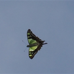 Graphium macleayanum (Macleay's Swallowtail) at Majura, ACT - 19 Feb 2025 by RAllen