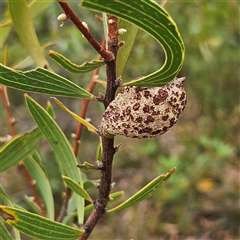 Hakea dactyloides at Tianjara, NSW - 23 Feb 2025 by MatthewFrawley