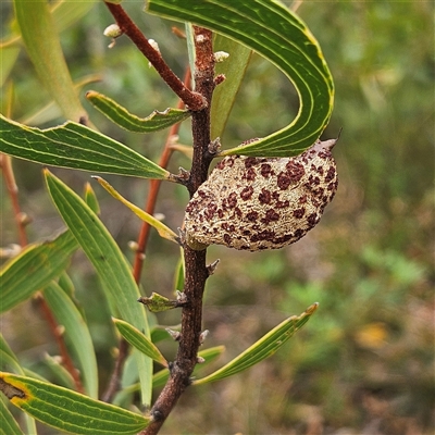 Hakea dactyloides at Tianjara, NSW - 23 Feb 2025 by MatthewFrawley