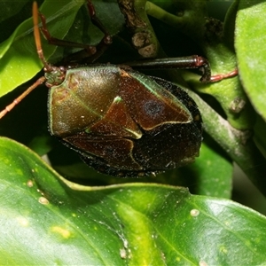 Musgraveia sulciventris (Bronze Orange Bug) at Higgins, ACT - 23 Feb 2025 by AlisonMilton