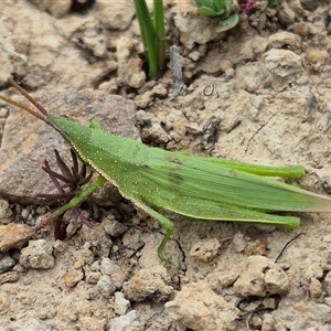 Atractomorpha australis (Australian Grass Pyrgomorph) at Bungendore, NSW - 23 Feb 2025 by clarehoneydove