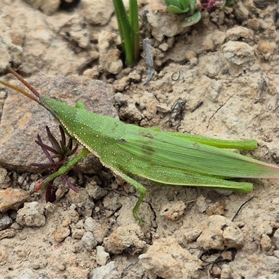 Atractomorpha australis (Australian Grass Pyrgomorph) at Bungendore, NSW - 23 Feb 2025 by clarehoneydove