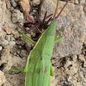 Atractomorpha australis at Bungendore, NSW - Yesterday 02:05 PM