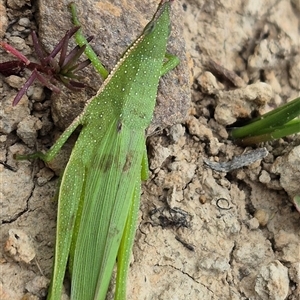 Atractomorpha australis at Bungendore, NSW - Yesterday 02:05 PM