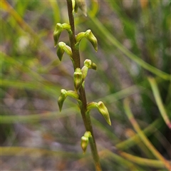 Corunastylis sp. (A Midge Orchid) at Tianjara, NSW - 23 Feb 2025 by MatthewFrawley