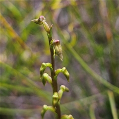 Corunastylis sp. at Tianjara, NSW - suppressed