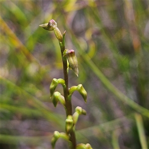 Corunastylis sp. at Tianjara, NSW - suppressed