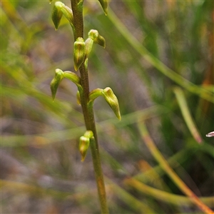 Corunastylis sp. at Tianjara, NSW - suppressed