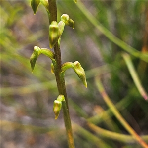 Corunastylis sp. at Tianjara, NSW - suppressed