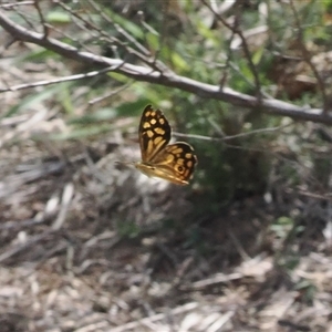 Heteronympha paradelpha at Majura, ACT - 19 Feb 2025 03:59 PM