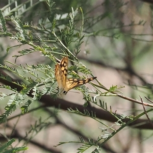 Heteronympha paradelpha at Majura, ACT - 19 Feb 2025 03:59 PM