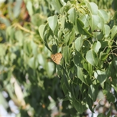 Heteronympha paradelpha at Majura, ACT - 19 Feb 2025 03:59 PM