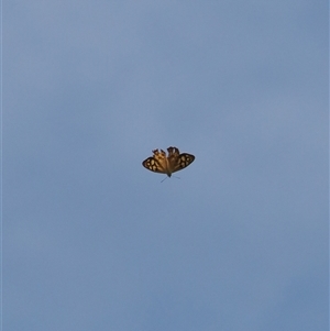 Heteronympha paradelpha at Majura, ACT - 19 Feb 2025 03:59 PM