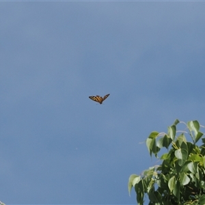 Heteronympha paradelpha at Majura, ACT - 19 Feb 2025 03:59 PM