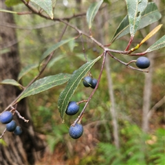 Elaeocarpus reticulatus (Blueberry Ash, Fairy Petticoats) at Hyams Beach, NSW - 23 Feb 2025 by MatthewFrawley