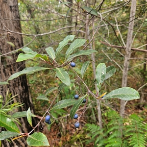 Elaeocarpus reticulatus at Hyams Beach, NSW - 23 Feb 2025 12:35 PM