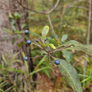 Elaeocarpus reticulatus at Hyams Beach, NSW - 23 Feb 2025 12:35 PM