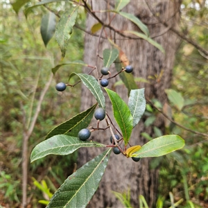 Elaeocarpus reticulatus at Hyams Beach, NSW - 23 Feb 2025 12:35 PM