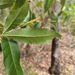 Elaeocarpus reticulatus at Hyams Beach, NSW - 23 Feb 2025 12:35 PM