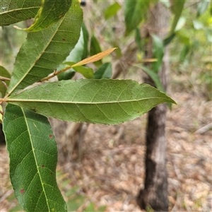 Elaeocarpus reticulatus at Hyams Beach, NSW - 23 Feb 2025 12:35 PM