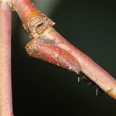 Katipo rubrivenosa (A leafhopper) at Higgins, ACT - 16 Feb 2025 by AlisonMilton