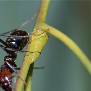 Eurymela sp. (genus) (Gumtree hopper) at Higgins, ACT - 16 Feb 2025 by AlisonMilton