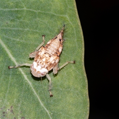 Fulgoroidea sp. (superfamily) (Unidentified fulgoroid planthopper) at Higgins, ACT - 16 Feb 2025 by AlisonMilton