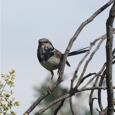 Malurus cyaneus (Superb Fairywren) at Majura, ACT - 19 Feb 2025 by RAllen