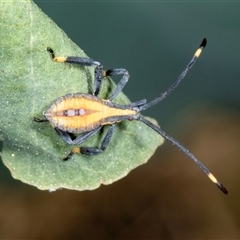 Amorbus sp. (genus) (Eucalyptus Tip bug) at Gungahlin, ACT - 12 Dec 2024 by AlisonMilton