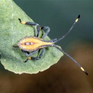 Amorbus (genus) (Eucalyptus Tip bug) at Gungahlin, ACT - 12 Dec 2024 by AlisonMilton