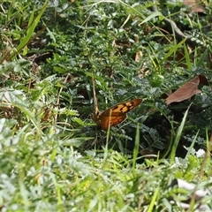 Heteronympha penelope (Shouldered Brown) at Watson, ACT - 19 Feb 2025 by RAllen