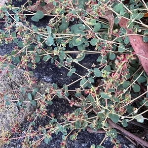 Euphorbia dallachyana (Mat Spurge, Caustic Weed) at Higgins, ACT - 23 Feb 2025 by Untidy