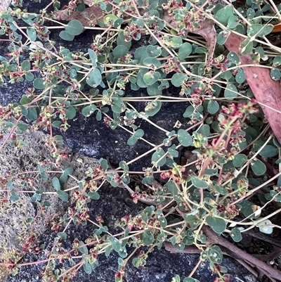 Euphorbia dallachyana (Mat Spurge, Caustic Weed) at Higgins, ACT - Today by Untidy