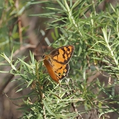 Heteronympha penelope (Shouldered Brown) at Watson, ACT - 19 Feb 2025 by RAllen