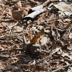 Heteronympha penelope at Watson, ACT - 19 Feb 2025 04:38 PM