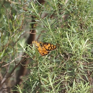 Heteronympha penelope at Watson, ACT - 19 Feb 2025 04:38 PM