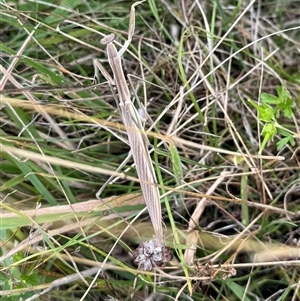 Tenodera australasiae by yellowboxwoodland