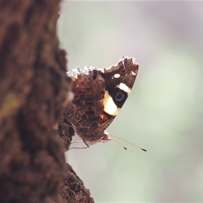 Vanessa itea (Yellow Admiral) at Watson, ACT - 19 Feb 2025 by RAllen