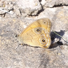 Hypocysta euphemia (Rock Ringlet) at Tianjara, NSW - 23 Feb 2025 by MatthewFrawley