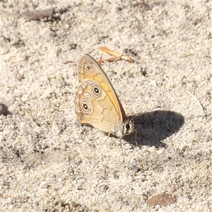 Hypocysta euphemia at Tianjara, NSW - 23 Feb 2025 10:08 AM
