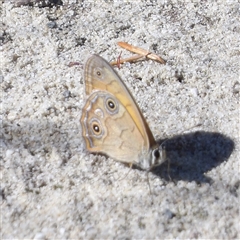 Hypocysta euphemia at Tianjara, NSW - 23 Feb 2025 10:08 AM