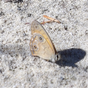 Hypocysta euphemia at Tianjara, NSW - 23 Feb 2025 10:08 AM