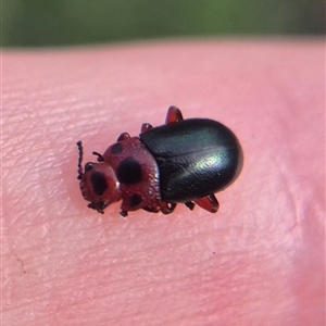 Calomela moorei (Acacia Leaf Beetle) at Bungendore, NSW - 23 Feb 2025 by clarehoneydove