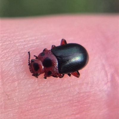 Calomela moorei (Acacia Leaf Beetle) at Bungendore, NSW - 23 Feb 2025 by clarehoneydove