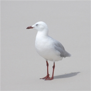 Chroicocephalus novaehollandiae (Silver Gull) at Hyams Beach, NSW - 23 Feb 2025 by MatthewFrawley