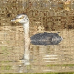 Tachybaptus novaehollandiae (Australasian Grebe) at Kambah, ACT - 23 Feb 2025 by HelenCross